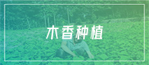 木香种植